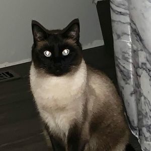 Meet your Posher, Lynnette